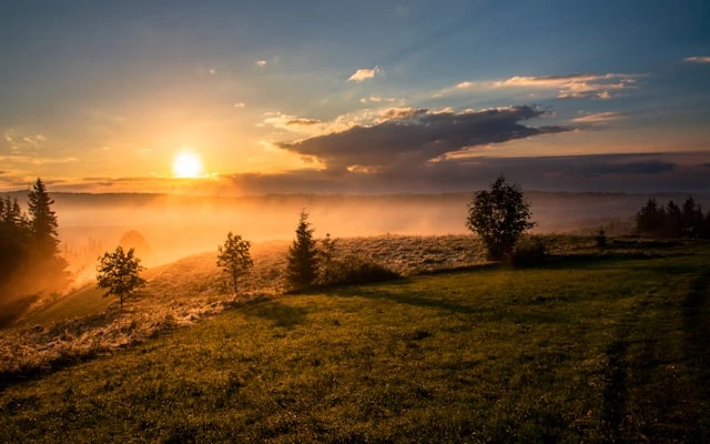 Sonnenlicht fällt durch Baumkronen.